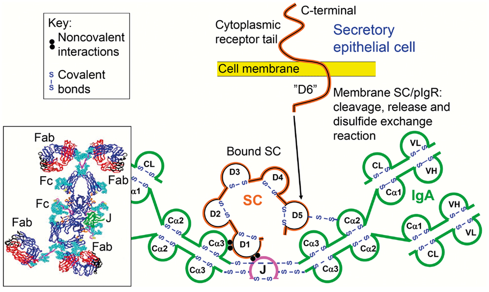 Widespread vertical transmission of secretory immunoglobulin A