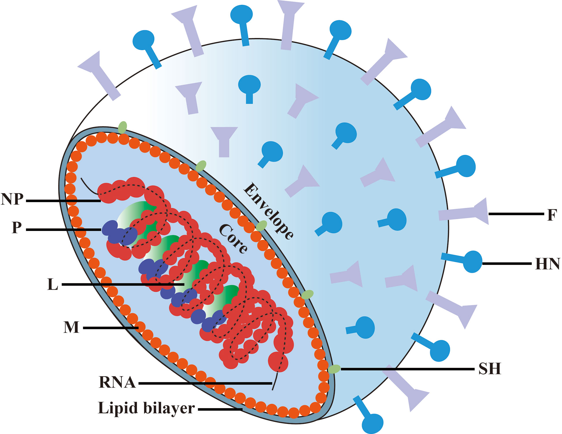 viral meningitis structure