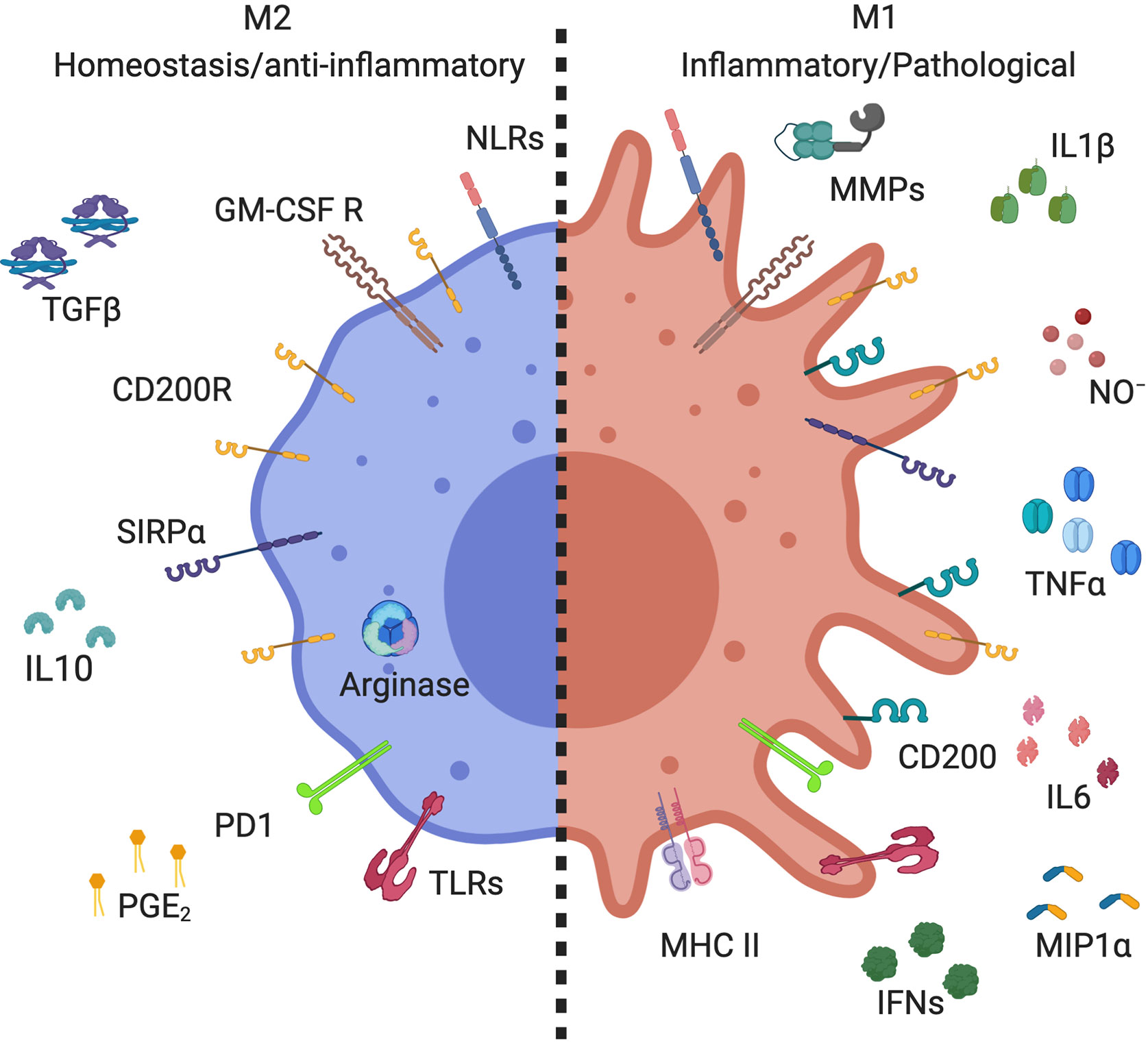 Alveolar Macrophages Function
