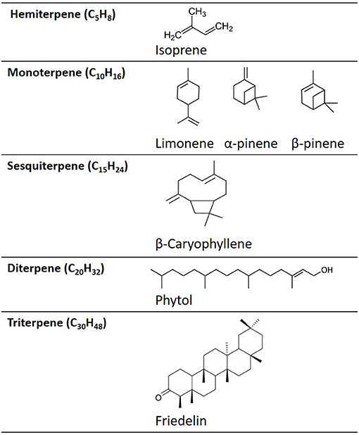 Frontiers | A Review of the Use Pinene and Linalool as Terpene-Based Medicines for Brain Discovering Novel Therapeutics in Flavours and Fragrances of Cannabis