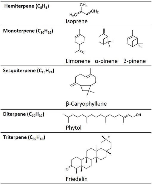 Turpentine Oil: Exploring Benefits and Side Effects