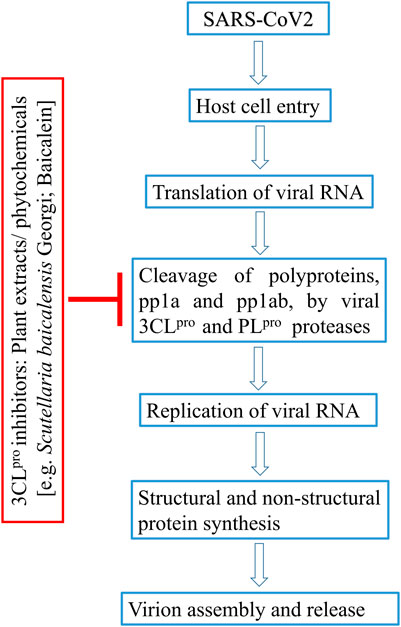 Frontiers Plant Products As Inhibitors Of Coronavirus 3cl Protease Pharmacology
