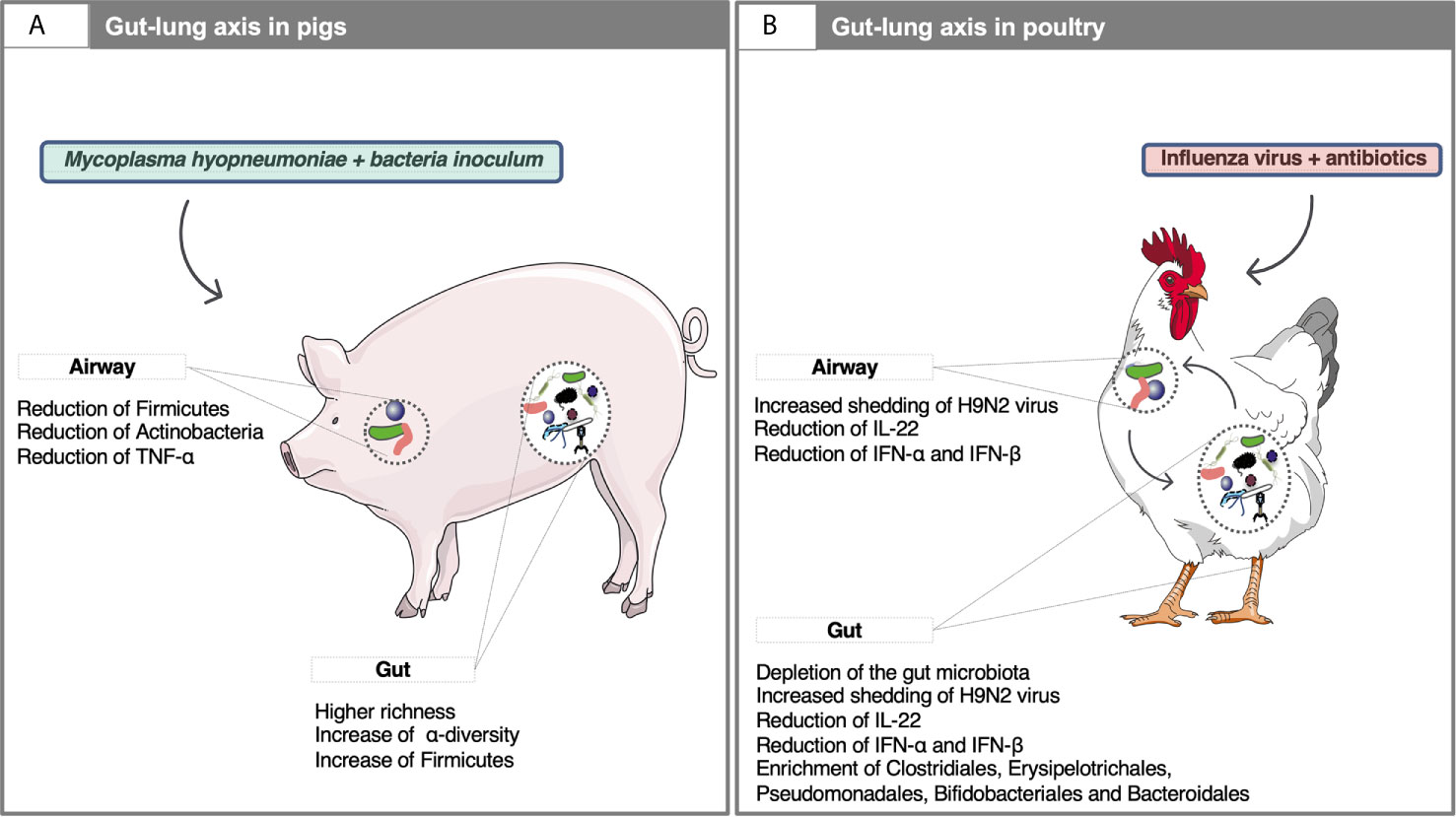 Frontiers The Airway Pathobiome In Complex Respiratory Diseases A Perspective In Domestic Animals Cellular And Infection Microbiology Frontiers The Airway Pathobiome In Complex Respiratory Diseases A Perspective In Domestic Animals Cellular And Infection Microbiology