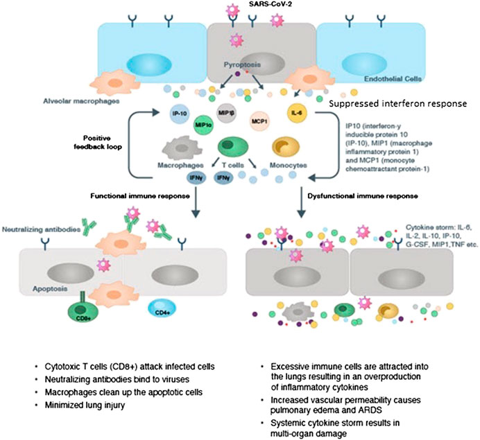 Calming the cytokine storm: Harnessing the power of stem cells to