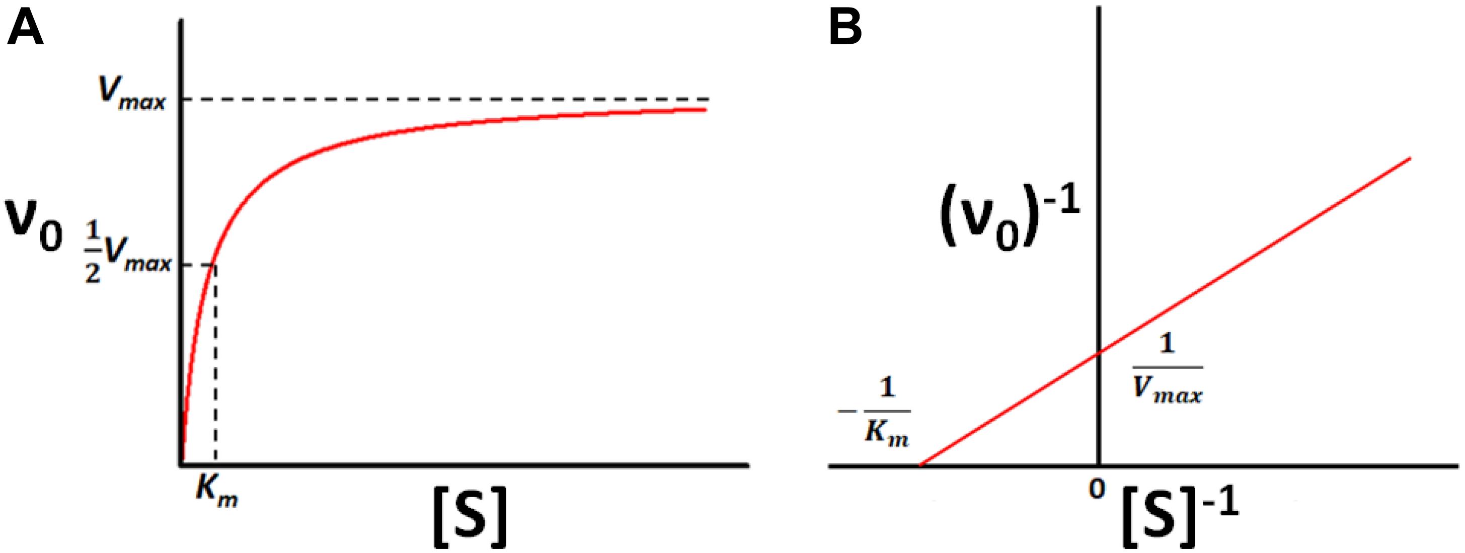 Frontiers Enzyme Kinetics By Isothermal Titration Calorimetry Allostery Inhibition And Dynamics Molecular Biosciences Frontiers Enzyme Kinetics By Isothermal Titration Calorimetry Allostery Inhibition And Dynamics Molecular Biosciences