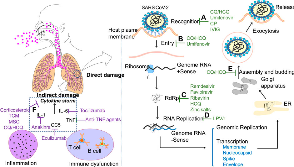 Frontiers Modalities And Mechanisms Of Treatment For Coronavirus