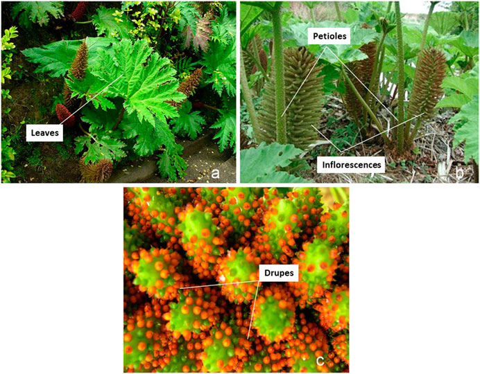 Frontiers  Chilean Rhubarb, Gunnera tinctoria (Molina) Mirb.  (Gunneraceae): UHPLC-ESI-Orbitrap-MS Profiling of Aqueous Extract and its  Anti-Helicobacter pylori Activity