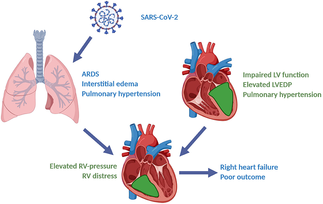 Frontiers | Impaired Myocardial Function Is Prognostic for Severe ...