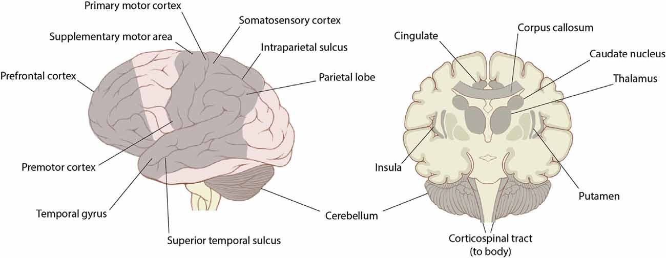 Dance and music alter the brain in opposite ways