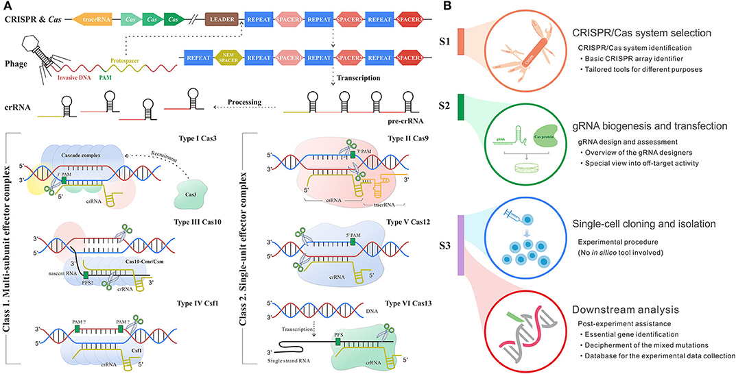 Frontiers In Silico Method In Crispr Cas System An Expedite And Powerful Booster Oncology