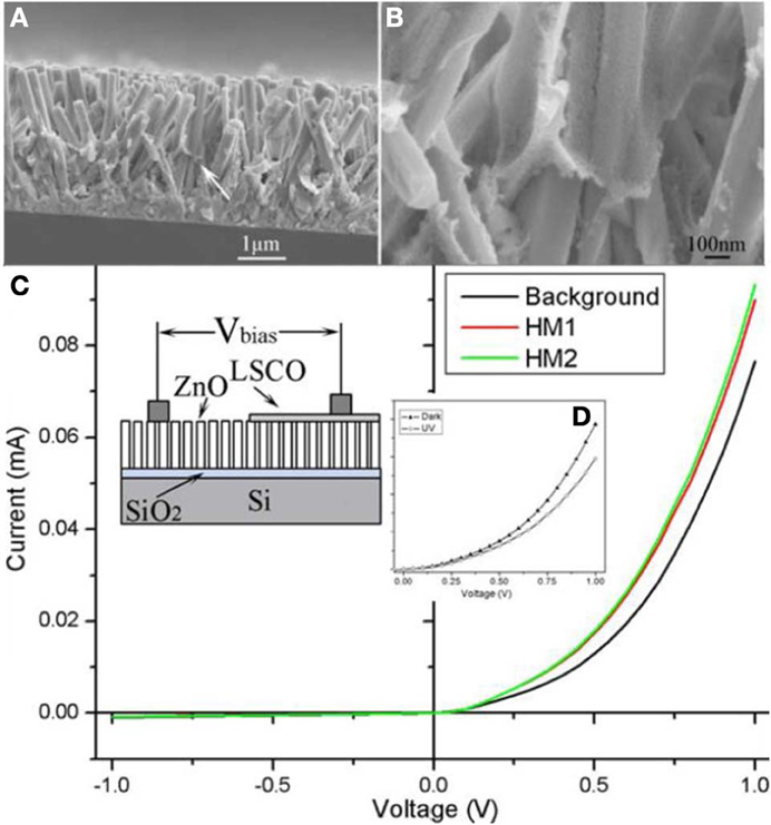Insights into the Solvent Effect on the Synthesis of Pd@PC