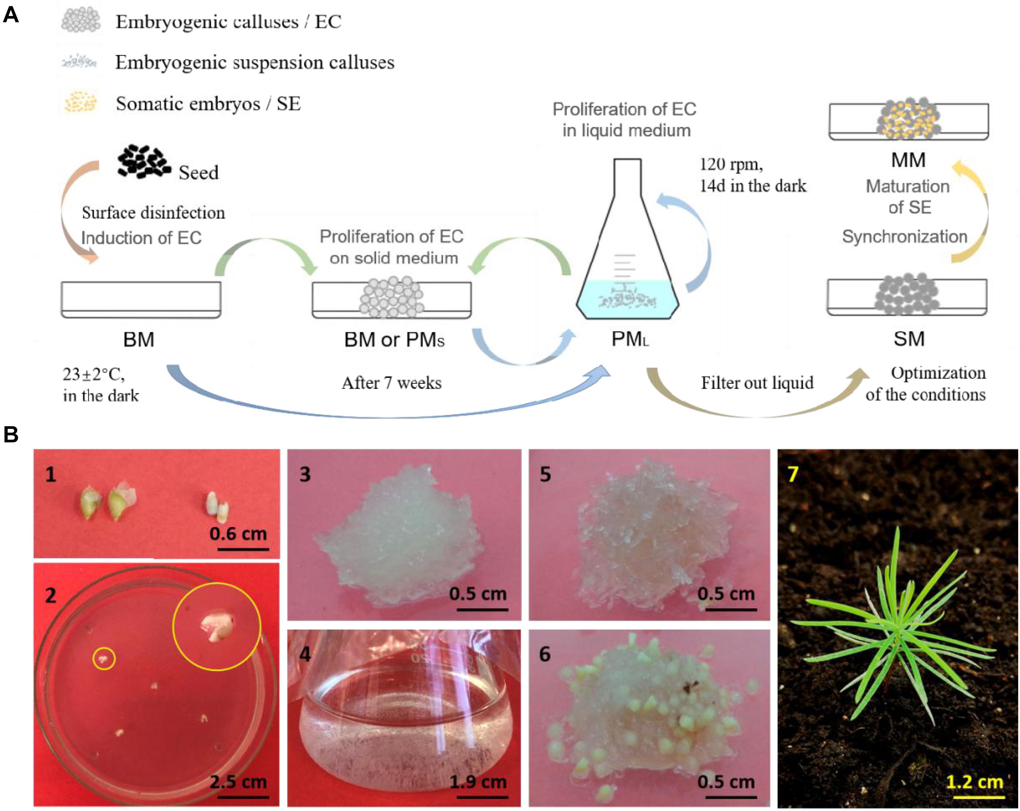 Frontiers | Stable and Efficient Agrobacterium-Mediated Genetic ...