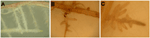 www.frontiersin.org
