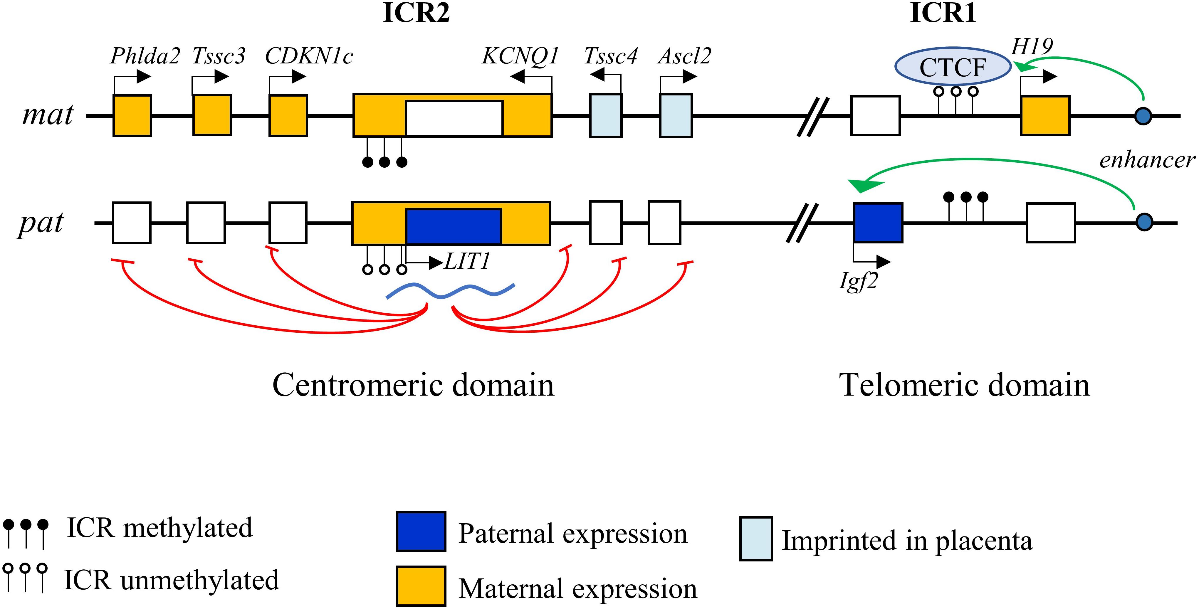 Frontiers Functional Versatility Of The Cdk Inhibitor P57kip2 Cell And Developmental Biology