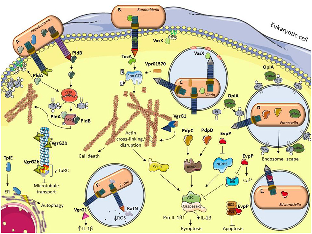 Frontiers  PdpC, a secreted effector protein of the type six