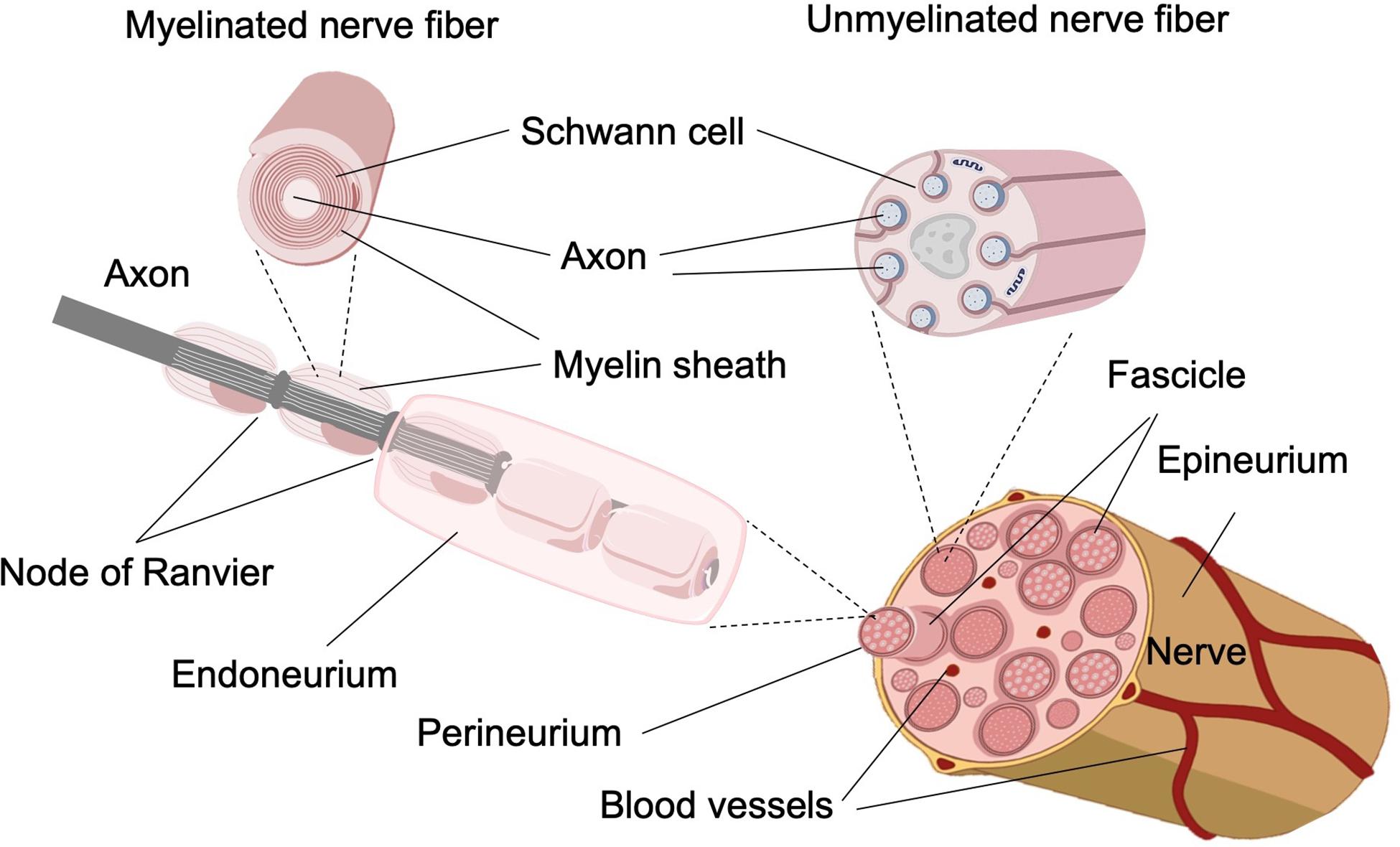 after axonal injury regeneration in peripheral nerves is guided by