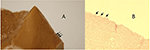 www.frontiersin.org