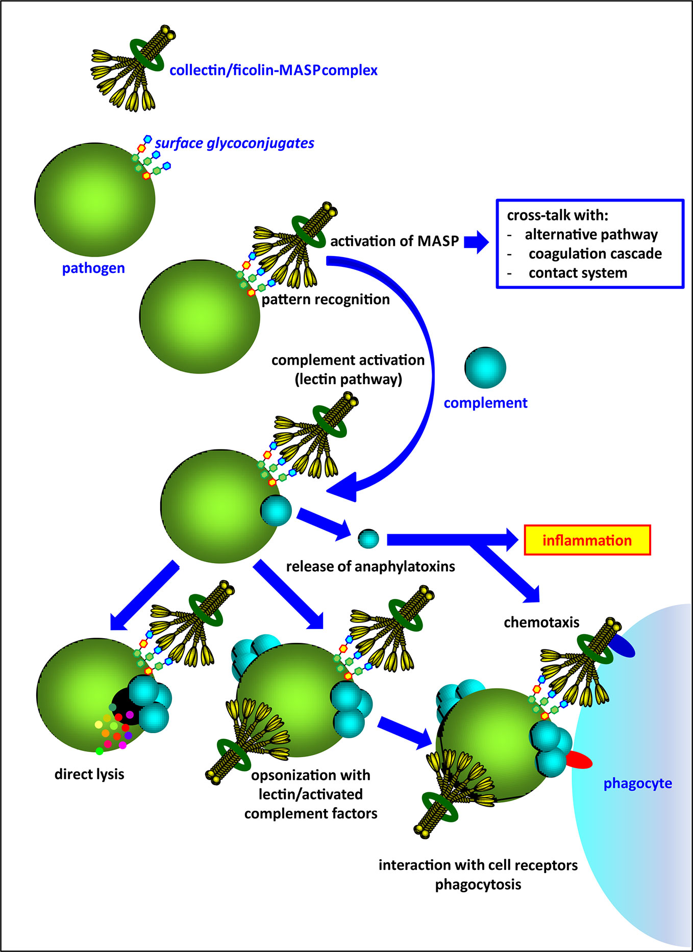 Frontiers | The Influence of the Lectin Pathway of Complement Activation on Infections of the Respiratory System Frontiers | The Influence of the Lectin Pathway of Complement Activation on Infections of the Respiratory System