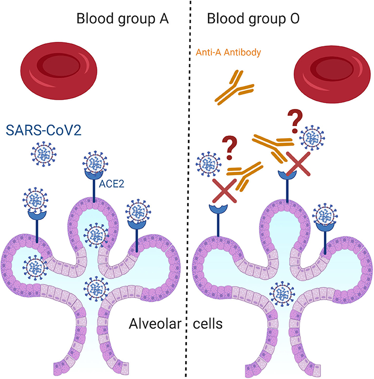 rh blood group system review