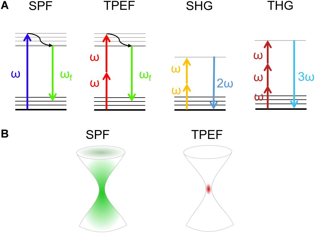 | Nonlinear Optical Microscopy: From Fundamentals to Applications Live