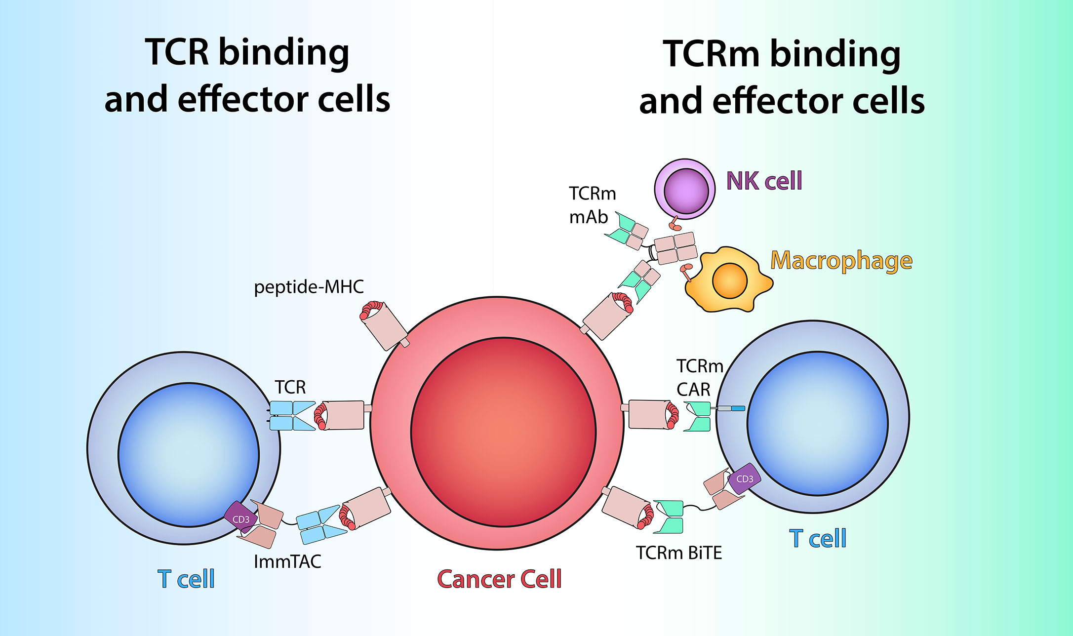 Novel engineered chimeric engulfment receptors trigger T cell effector  functions against SIV-infected CD4+ T cells: Molecular Therapy - Methods &  Clinical Development