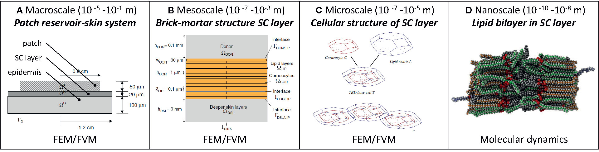 Predicting transdermal fentanyl delivery using mechanistic simulations for  tailored therapy