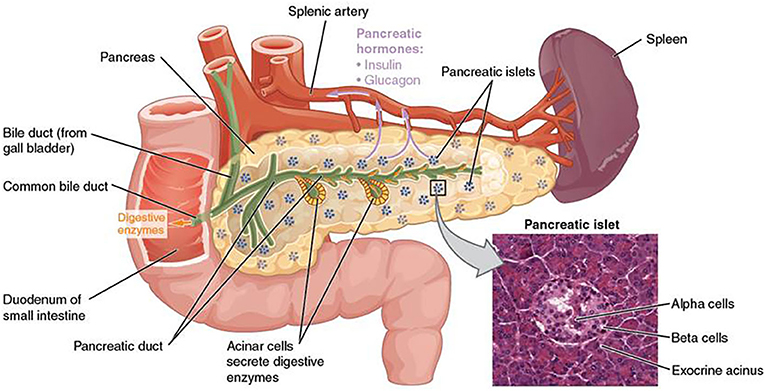 Figure 2 - The islets of Langerhans are small clusters of cells scattered throughout the pancreas, shown here as small groups of blue dots.