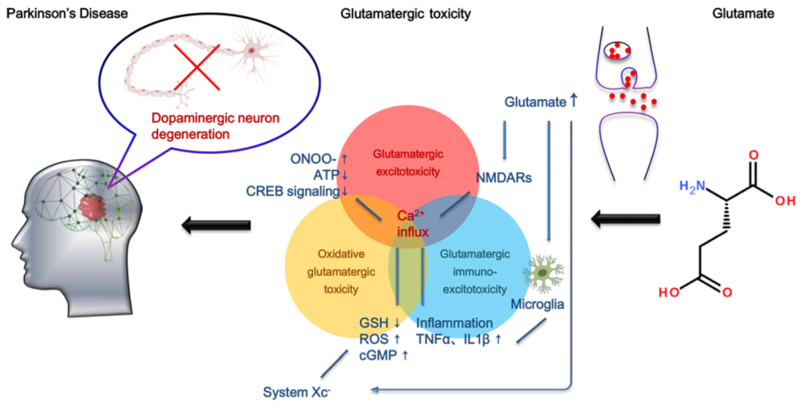 Glutamate Excitotoxicity: The Brain, The Nervous System & Nutritional  Solutions – Metabolic Healing