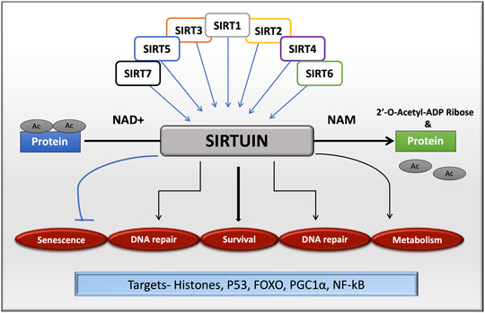 sirt1 és anti aging)