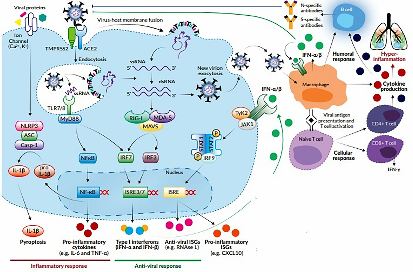 Molecular study on pathogenesis and transmission of COVID-19 - Universitas  Airlangga Official Website