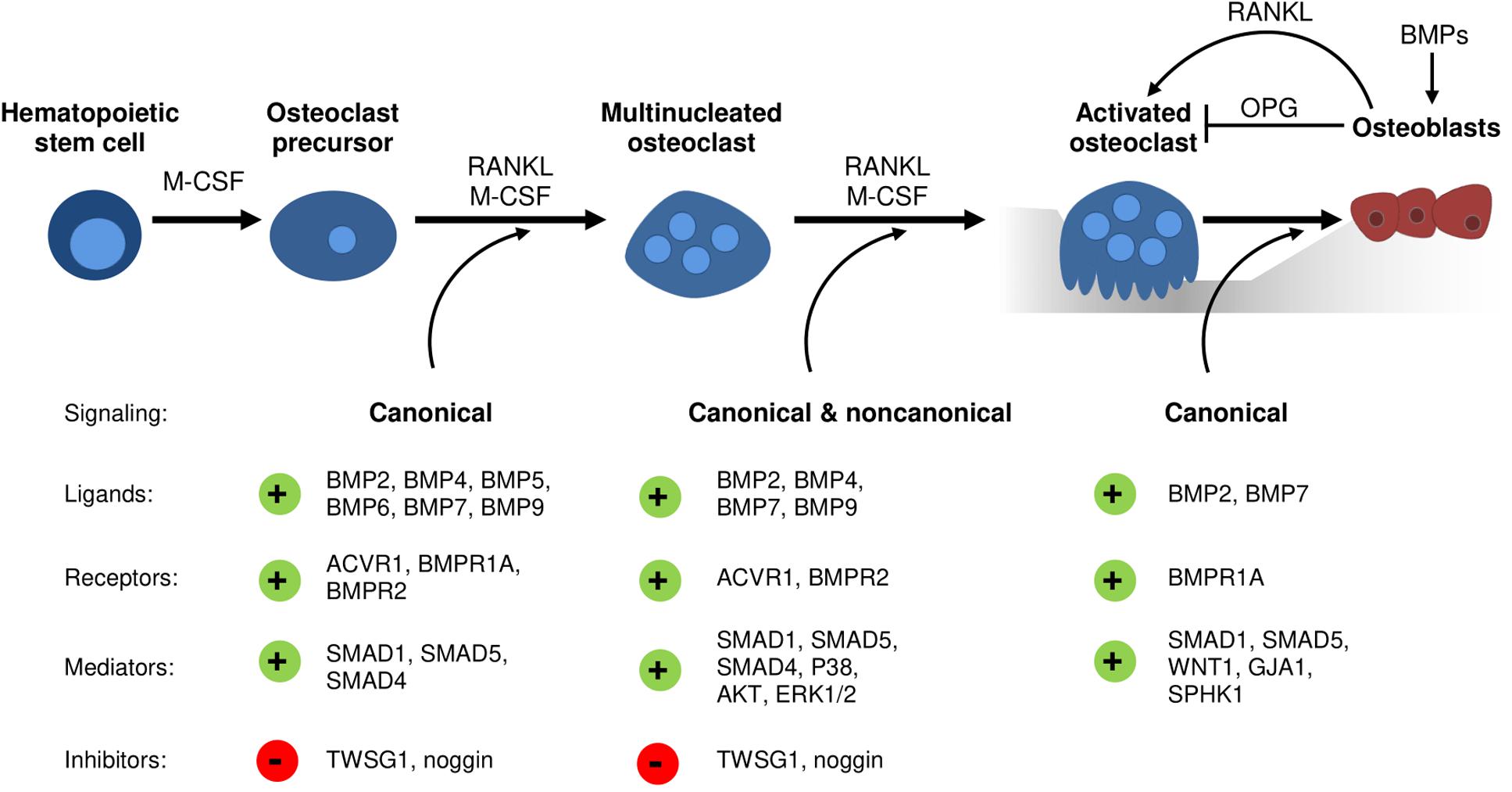 The effects of genetic overexpression of Smad1 within osteoblast on