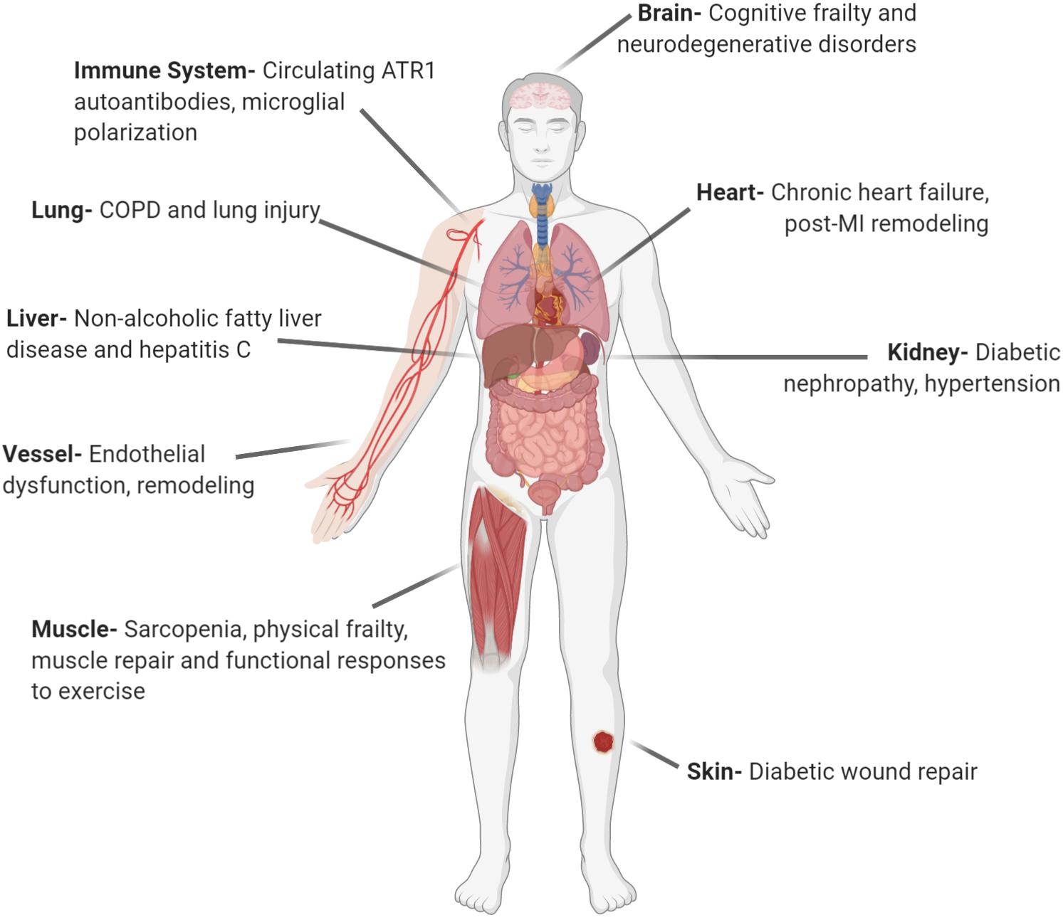 Physical Symptoms. Effect physical Training in cardiovascular System. Cardiovascular System during Sleep. Clinical Frailty Scale на русском.