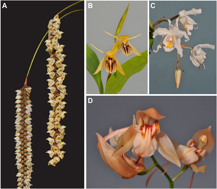 Frontiers  Antimicrobial Activity of Necklace Orchids is