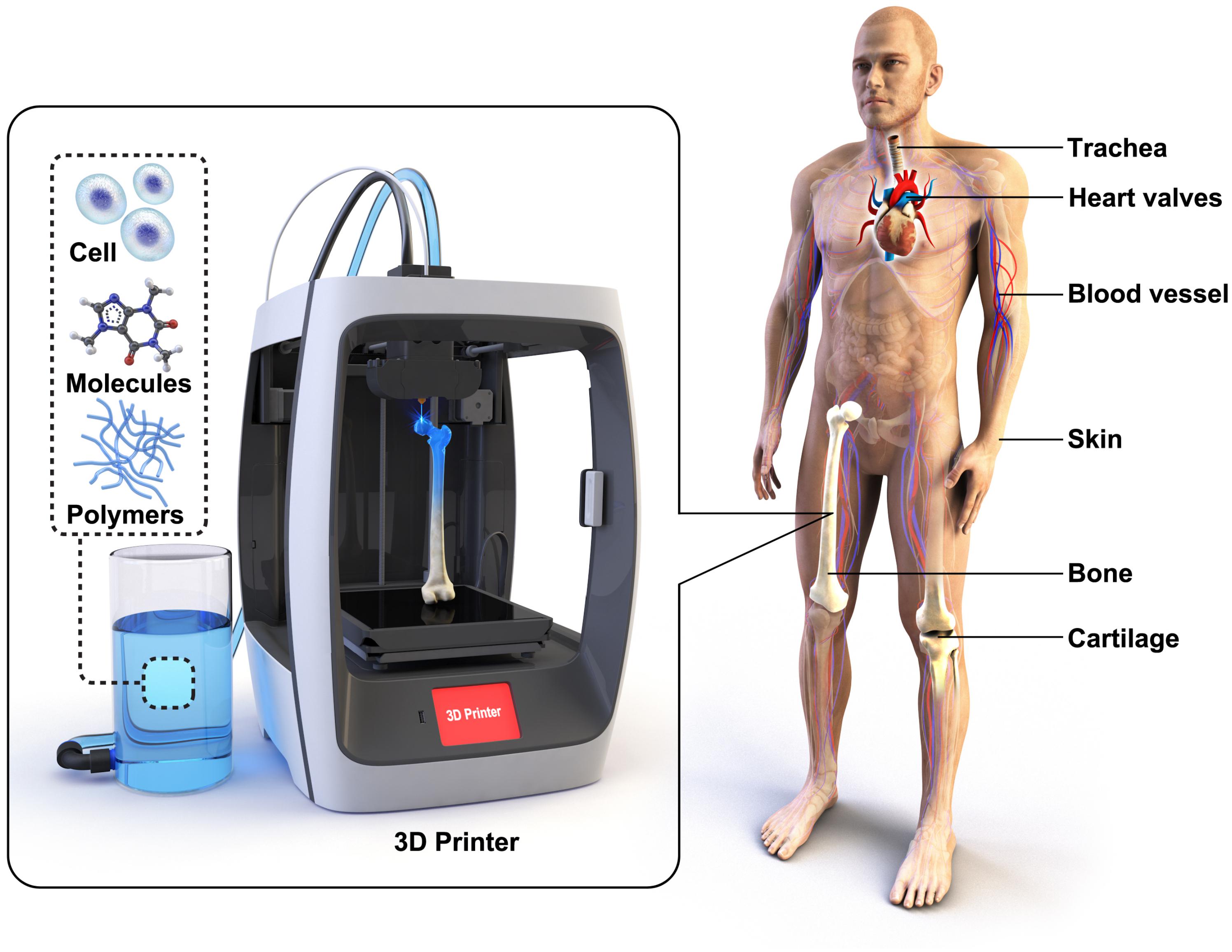 Frontiers | Toward Biomimetic Scaffolds for Tissue Engineering: Printing in Regenerative