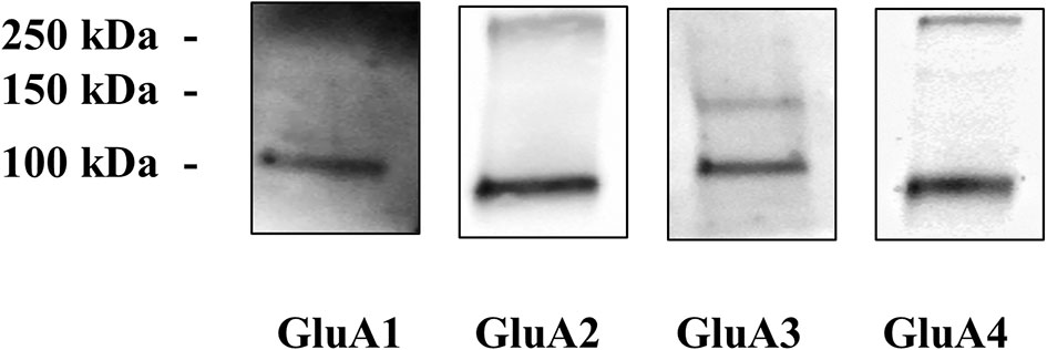 Frontiers Antibodies Against The Nh2 Terminus Of The Glua Subunits Affect The Ampa Evoked Releasing Activity The Role Of Complement Immunology