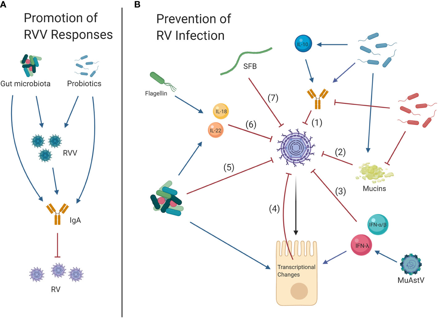 Frontiers The Complex Interactions Between Rotavirus and the Gut