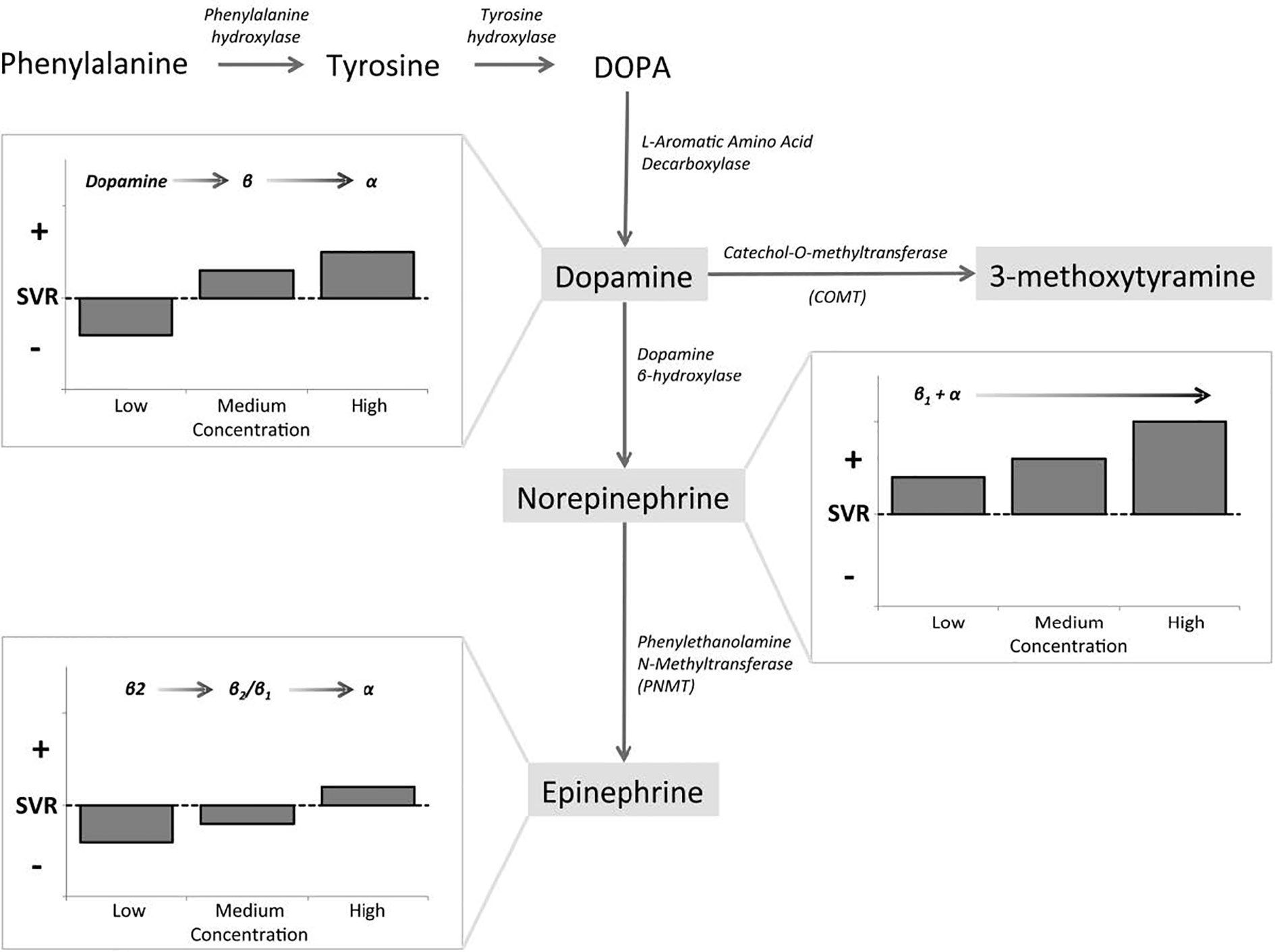 View of Surgical and Pharmacological Management of Functioning  Pheochromocytoma and Paraganglioma