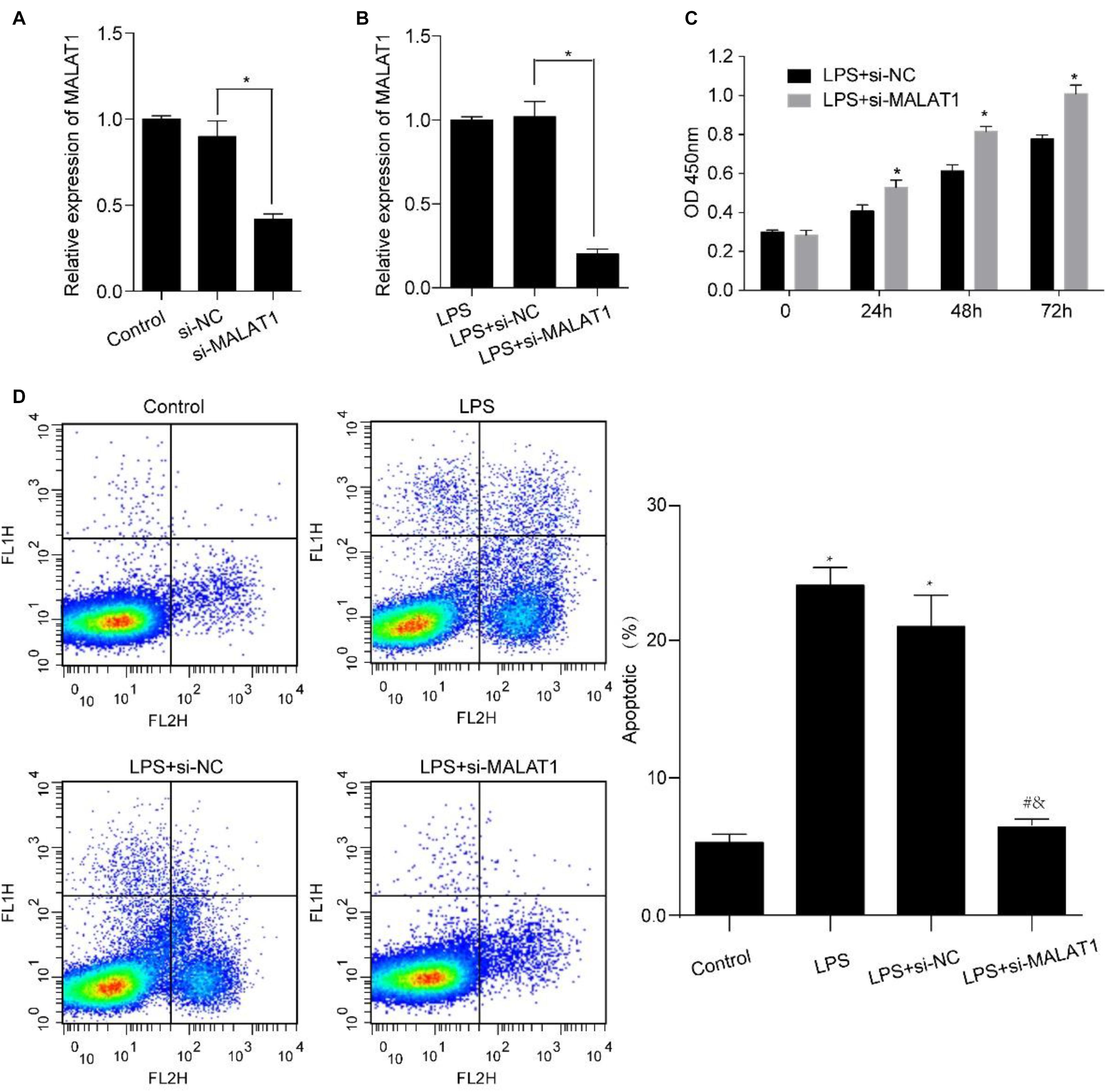 Frontiers | Knockdown of lncRNA MALAT1 Alleviates LPS-Induced Acute ...