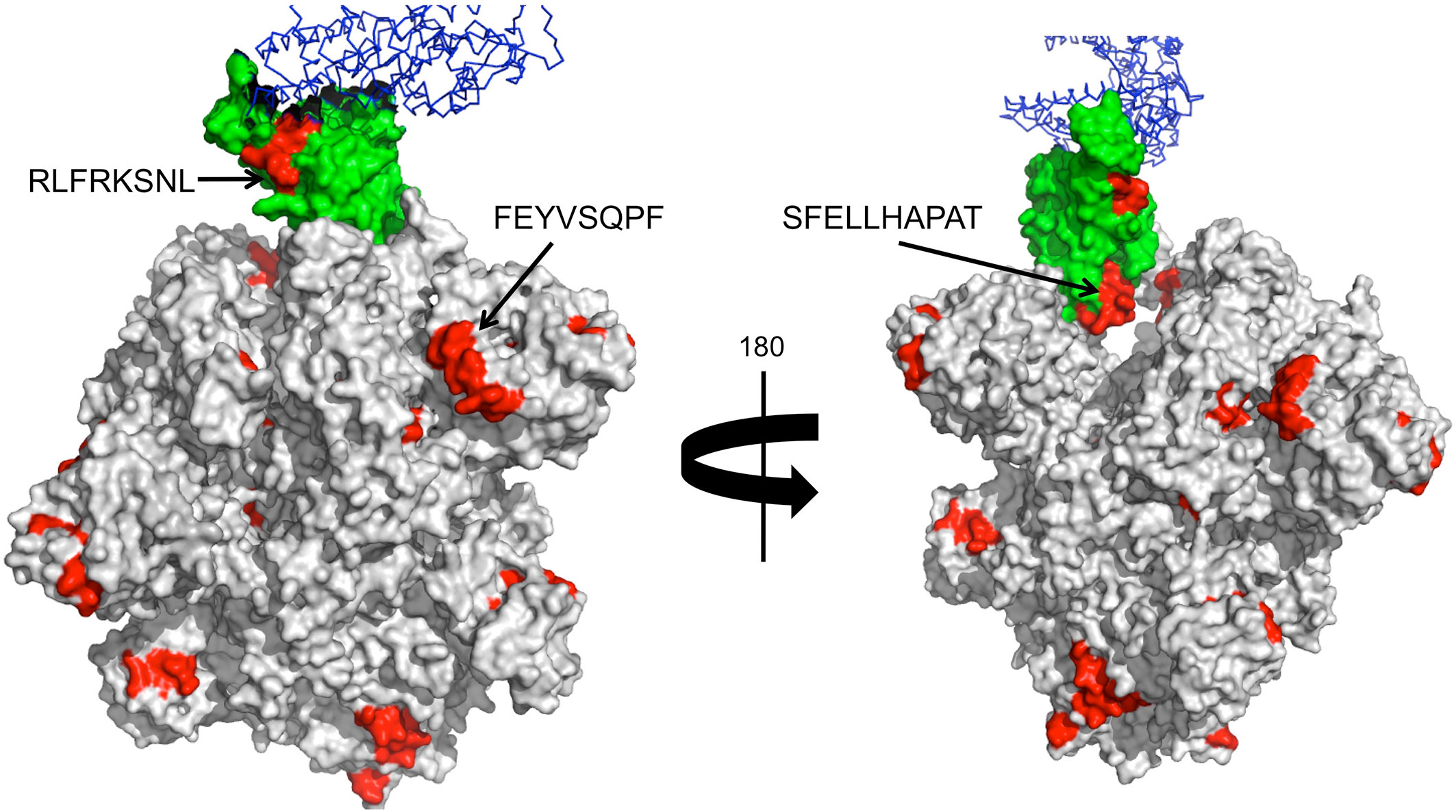 Frontiers Potential Cross Reactive Immunity To Sars Cov 2 From Common Human Pathogens And Vaccines Immunology