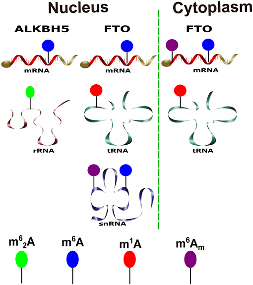 Frontiers | Structural Insights Into m6A-Erasers: A Step Toward 