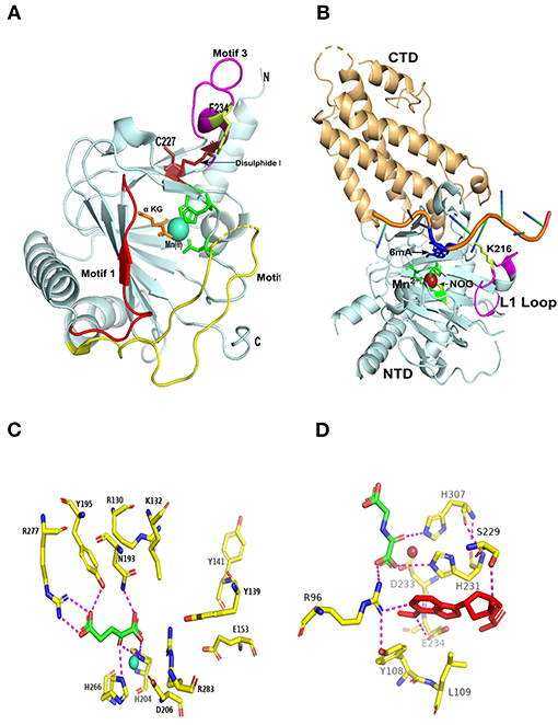 Frontiers | Structural Insights Into m6A-Erasers: A Step Toward 