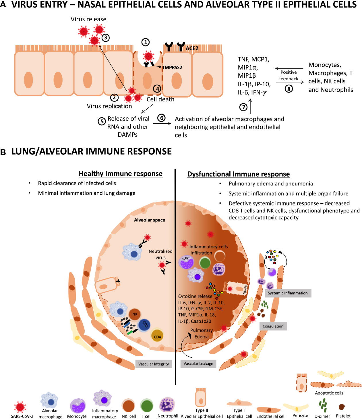 Frontiers The Relevance Of A Physical Active Lifestyle And Physical Fitness On Immune Defense Mitigating Disease Burden With Focus On Covid 19 Consequences Immunology