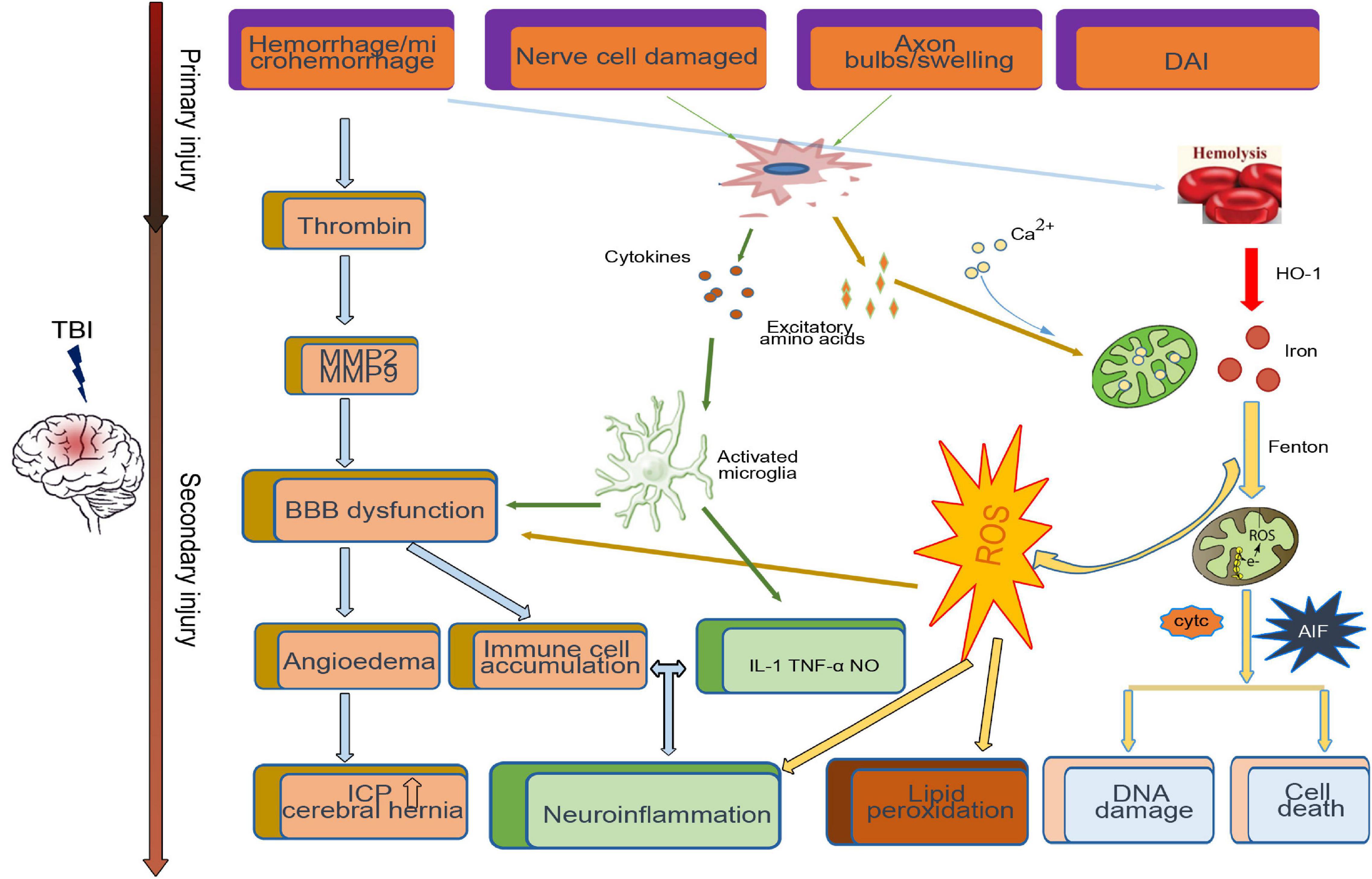 Assessment of neuroendocrine dysfunction following traumatic brain injury.