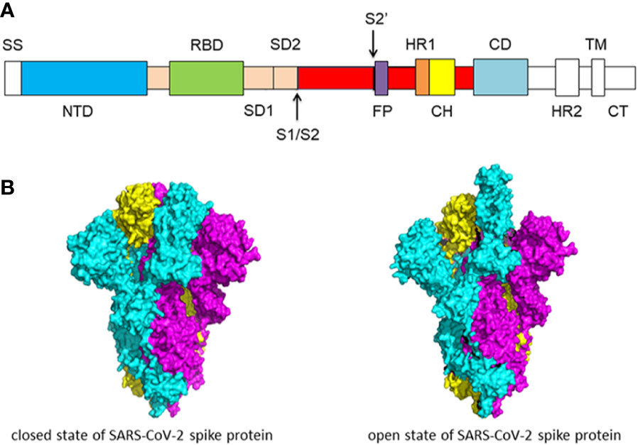 Sars cov 2 ответы на тест. S-белок SARS-cov-2. Spike Protein SARS cov 2. Structure of Spike Protein SARS cov 2. SARS cov-2 RBD.