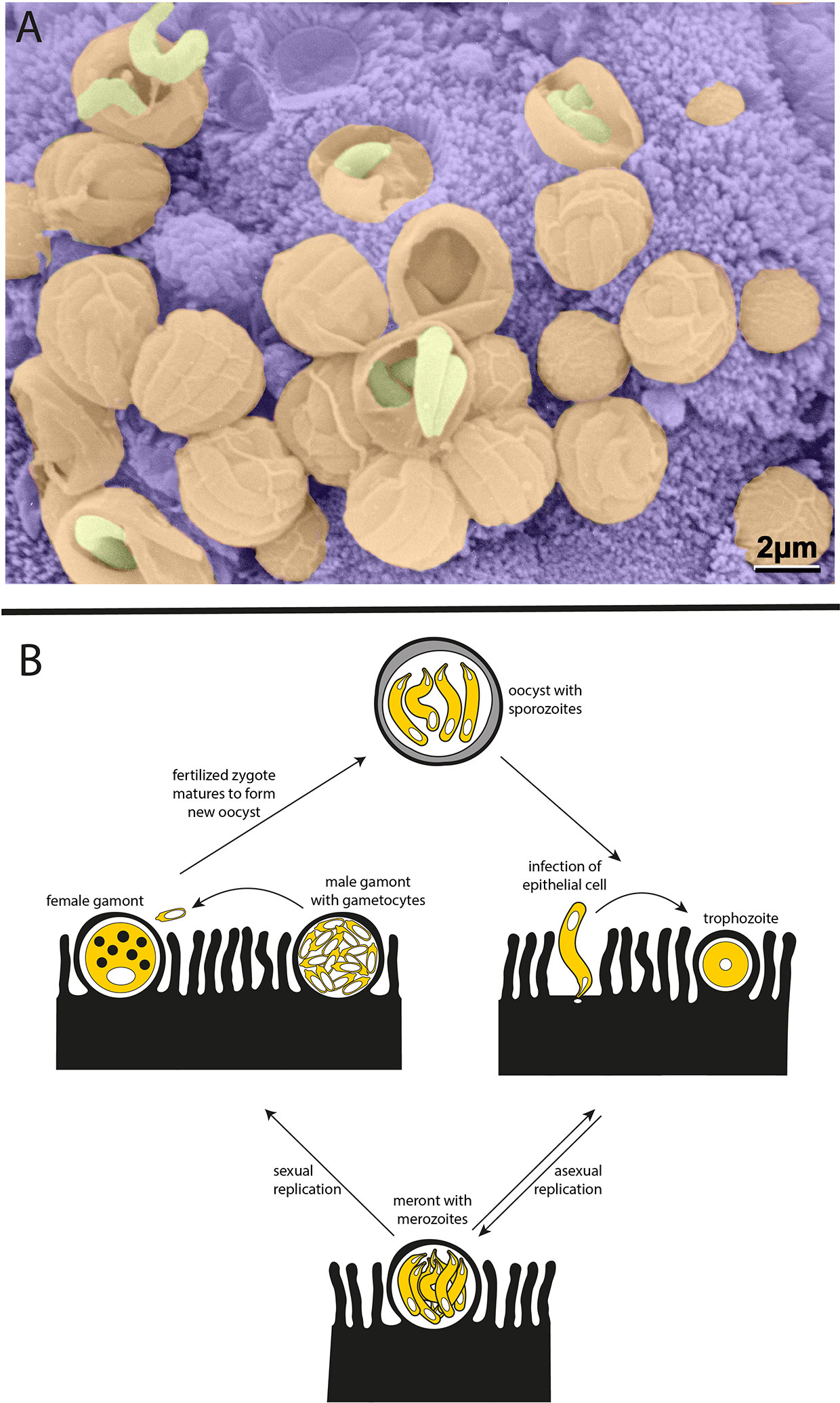 crypto bacteria