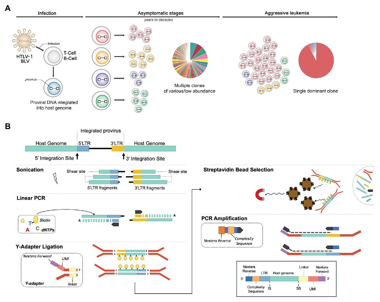 Virus github. Moloney murine Leukemia virus Cycle.