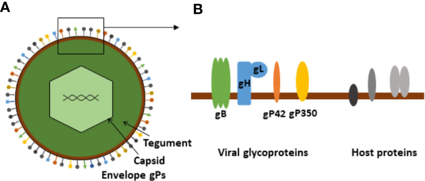 Epstein barr virus ebna. ДНК EBV что это такое. VCA вирус. Эпштейн Барр - EBV VCA IGM. Вирус Эпштейна-Барр ― возбудитель.