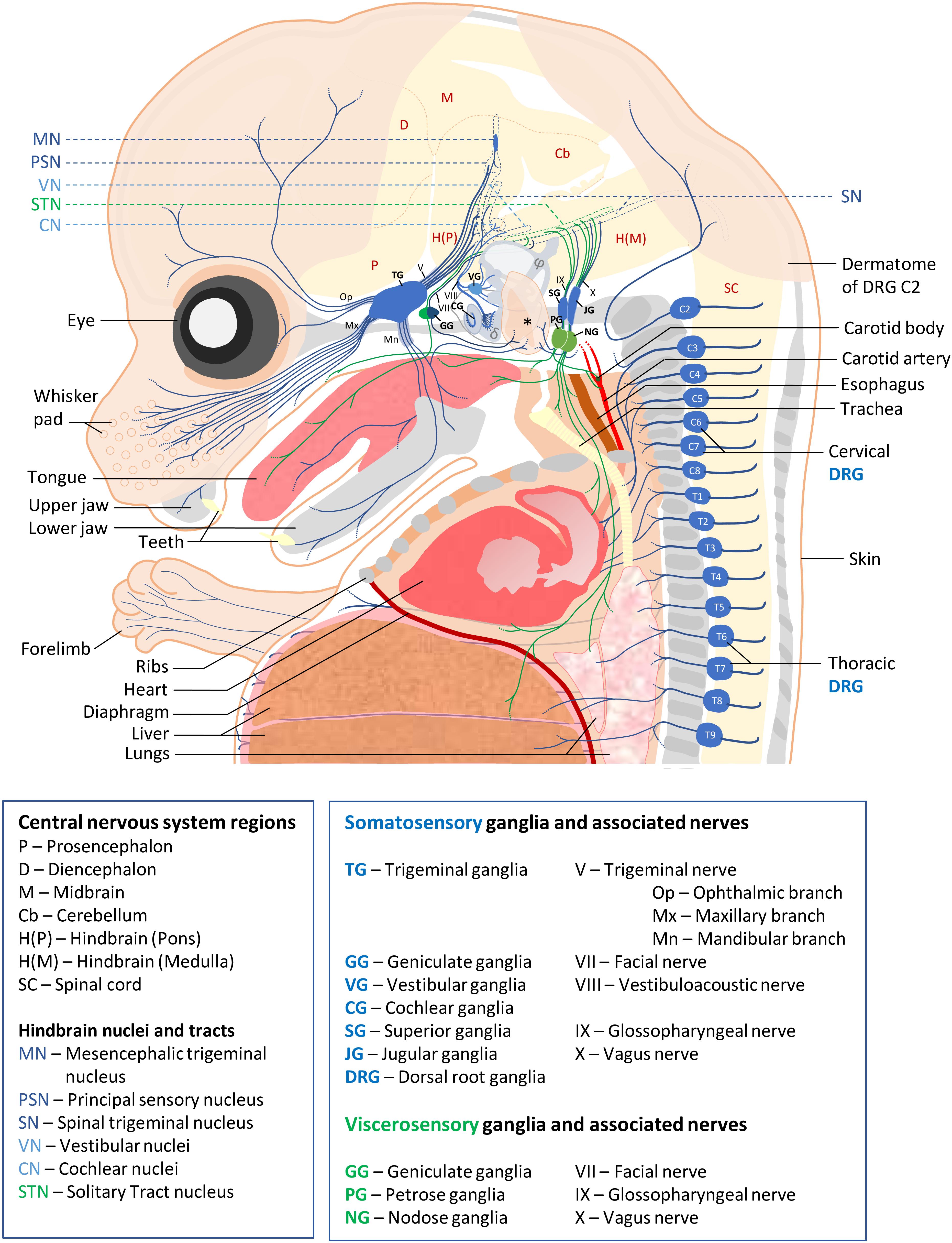 Which organ in a frog has a function similar to the function of lungs in a bird?