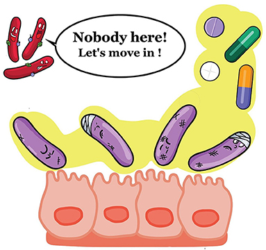 Figure 3 - When the colonic flora has been damaged by antibiotics, C. difficile has room to multiply.