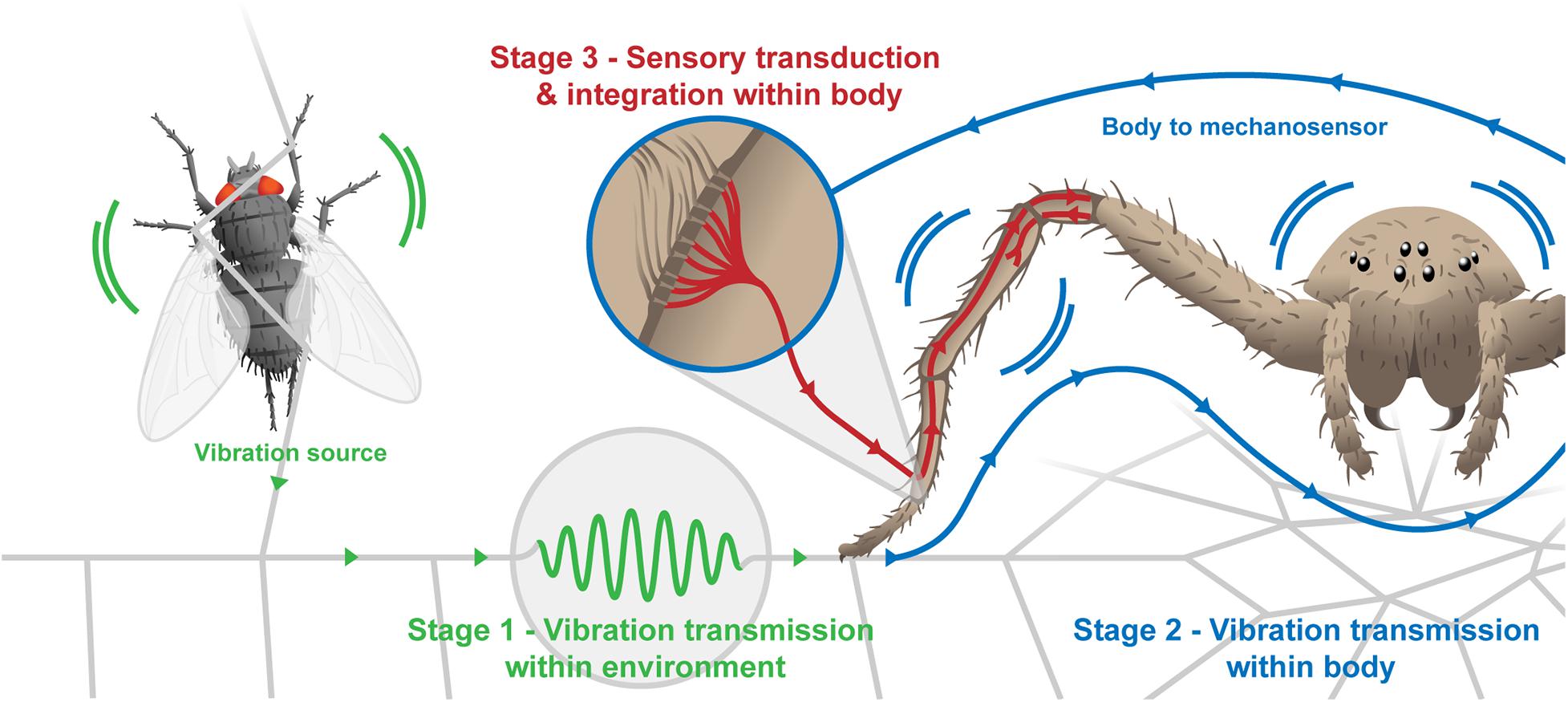 Loading of the tibia–metatarsus joint of the hunting spider